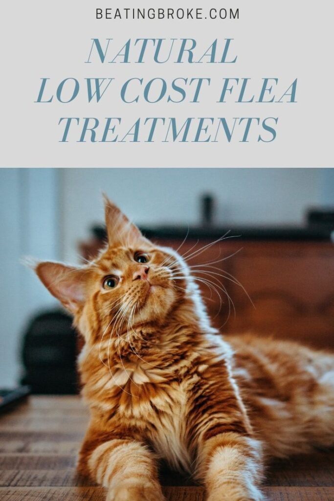 Low Cost Flea Treatments