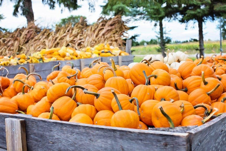 fall fun at the pumpkin patch