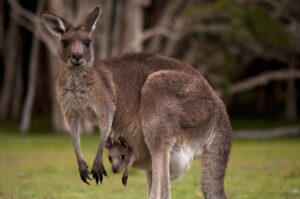 Australia's Kangaroos