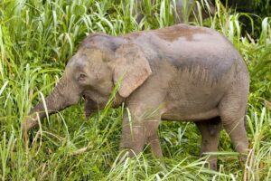 Borneo's Pygmy Elephants