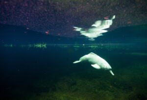Brazil's Amazon River Dolphins