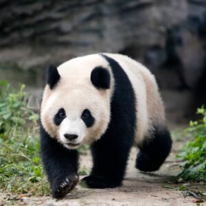 China's Giant Pandas