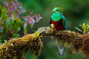 Costa Rica's Resplendent Quetzal