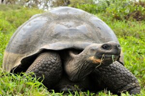Ecuador's Galapagos Tortoises