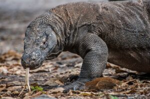 Indonesia's Komodo Dragons