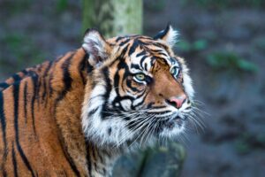 Indonesia's Sumatran Tiger
