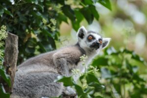 Madagascar's Lemurs