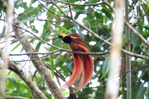 Papua New Guinea's Birds-of-Paradise