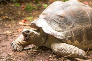 Seychelles' Aldabra Giant Tortoise
