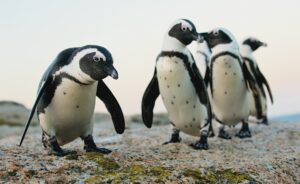 South Africa's African Penguins