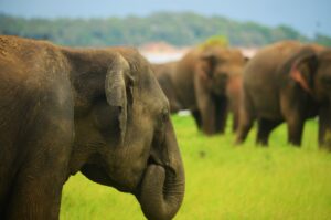Sri Lanka's Sri Lankan Elephants