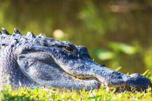 United States' American Alligators