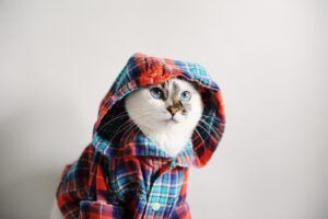 Cat's pajamas