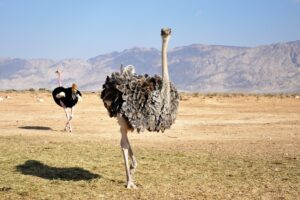 Fastest 2-Legged Runner