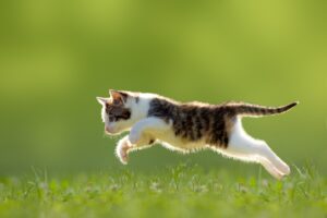 Longest Jump by a Cat
