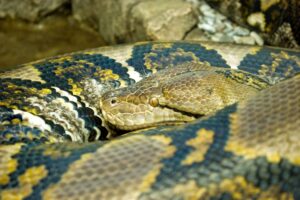 Longest Snake in Captivity