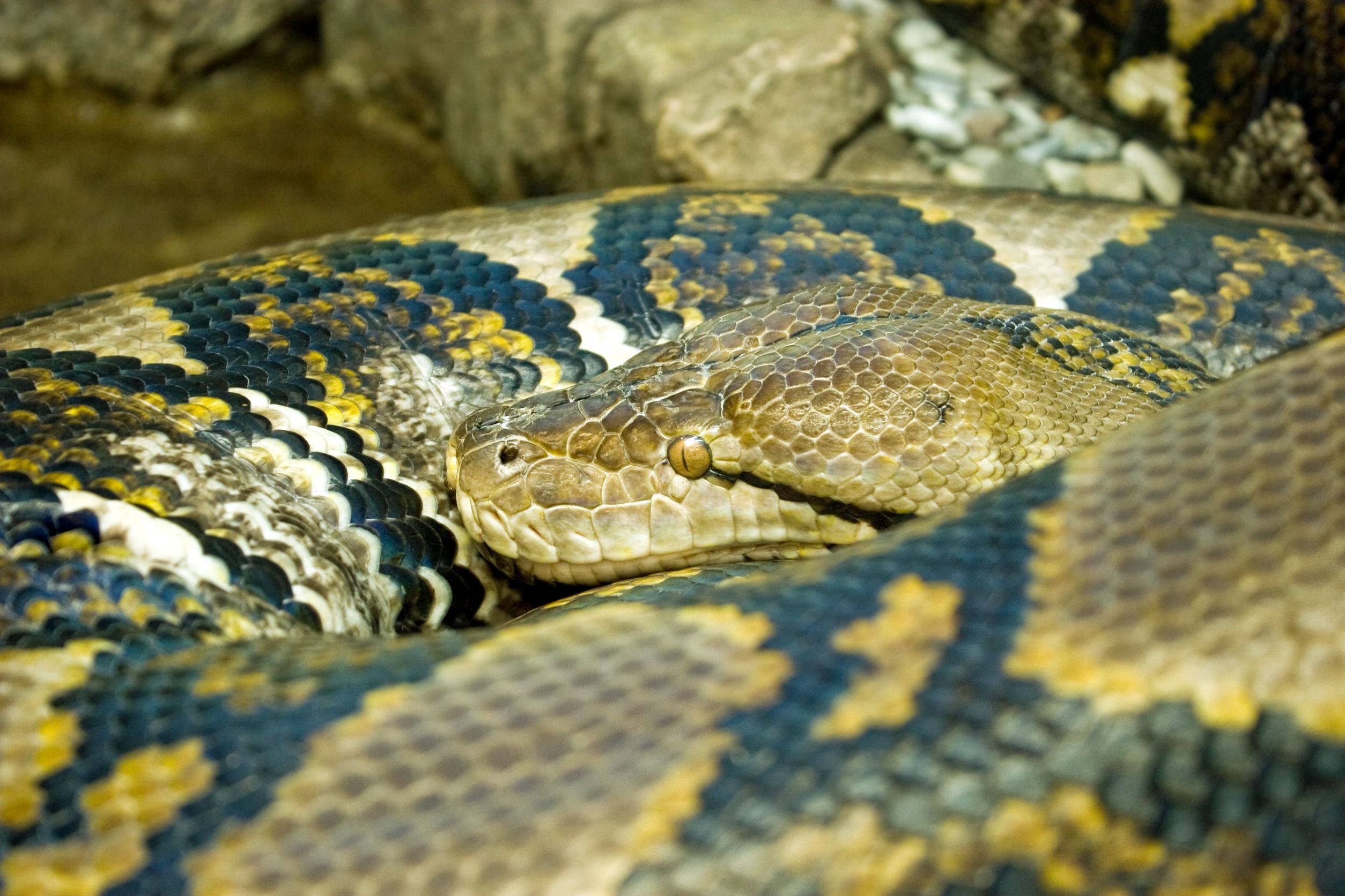 12 Strangest Animal Records In The Guinness Book That Will Amaze You 12-strangest-animal-records-in-the-guinness-book-that-will-amaze-you