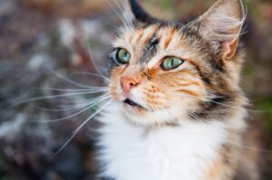 Loudest Purr by a Domestic Cat