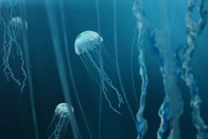 Most Venomous Jellyfish