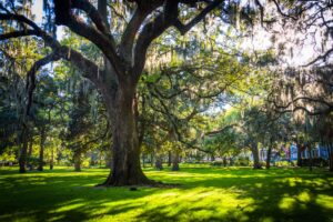 Savannah