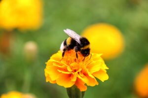 The bee's knees