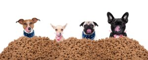 See If One of These Affordable Dog Food Brands Can Work for Your Pet Today!